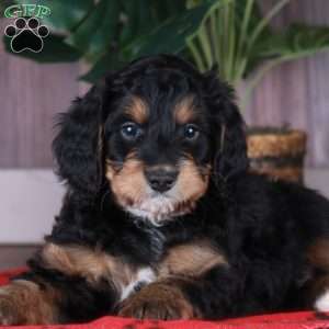 SCOUT, Mini Golden Mountain Doodle Puppy